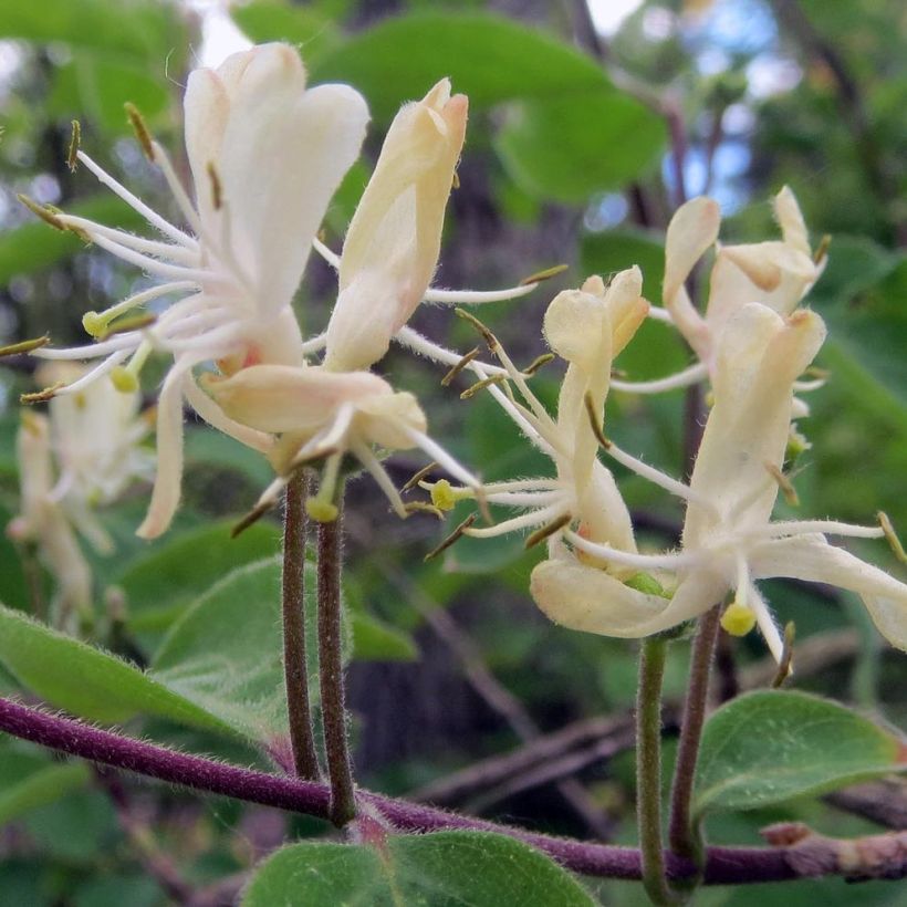 Lonicera xylosteum - Chèvrefeuille des haies (Floraison)