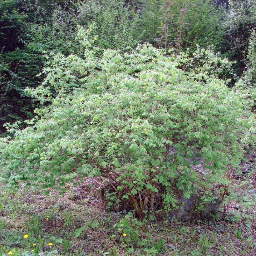 Lonicera xylosteum - Chèvrefeuille des haies (Port)