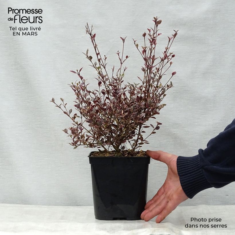 Spécimen de Lophomyrtus Magic dragon Pot de 2L/3L tel que livré au printemps