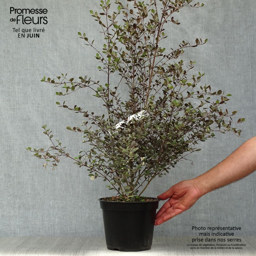 Spécimen de Lophomyrtus Red dragon  Pot de 4L/5L tel que livré en été