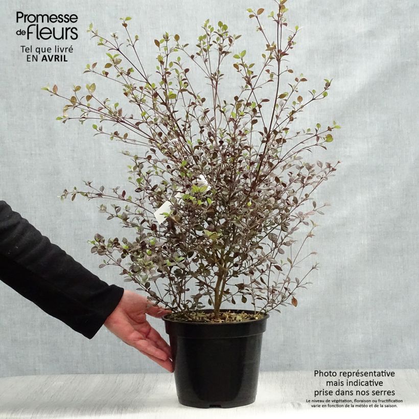 Spécimen de Lophomyrtus Red dragon  Pot de 4L tel que livré au printemps