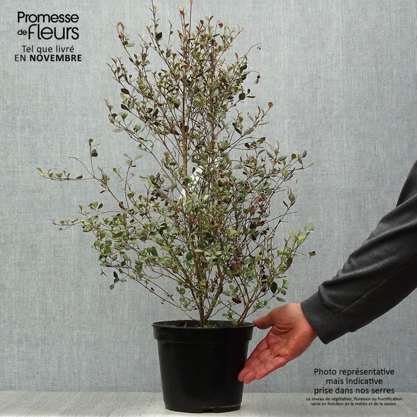 Spécimen de Lophomyrtus Red dragon  Pot de 4L/5L tel que livré en automne