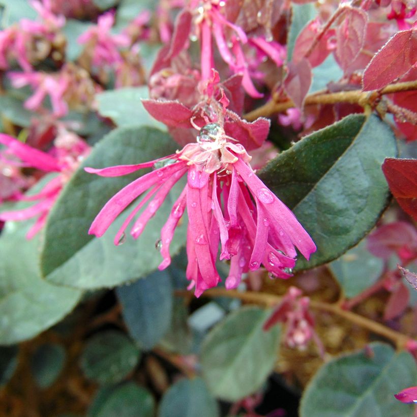 Loropetalum chinense Fire dance (Floraison)