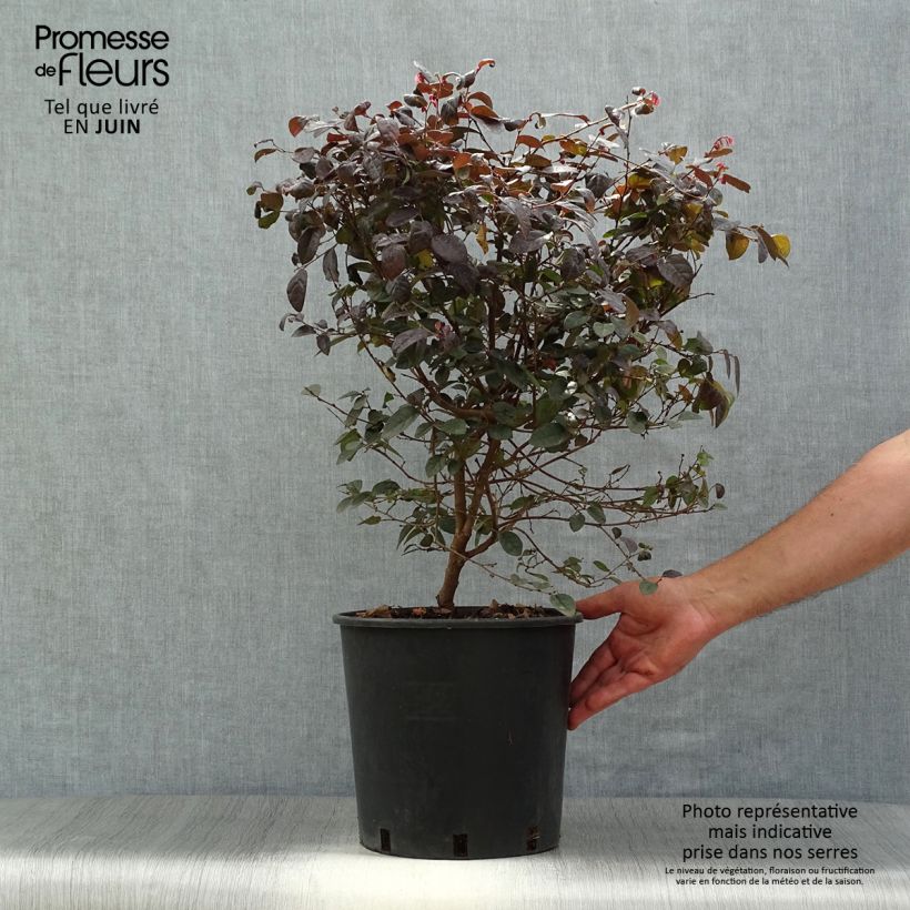 Spécimen de Loropetalum chinense Fire dance Pot de 7,5L/10L tel que livré en été
