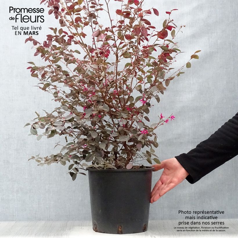Spécimen de Loropetalum chinense Fire dance Pot de 7,5L/10LHauteur livrée env. 30/35cm tel que livré au printemps