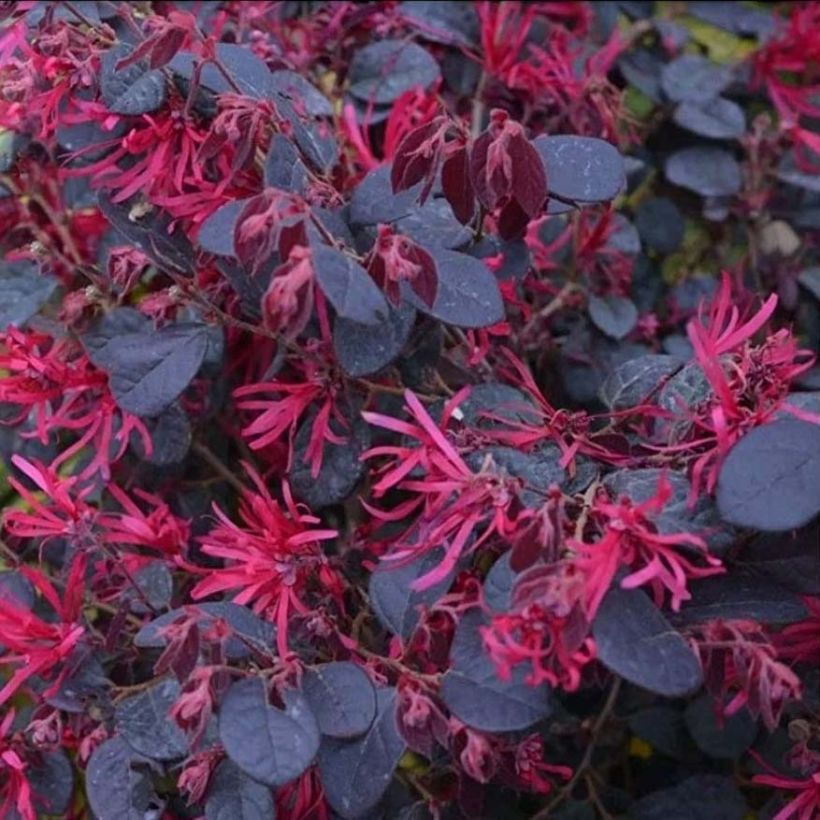 Loropetalum chinense Black Pearl (Floraison)