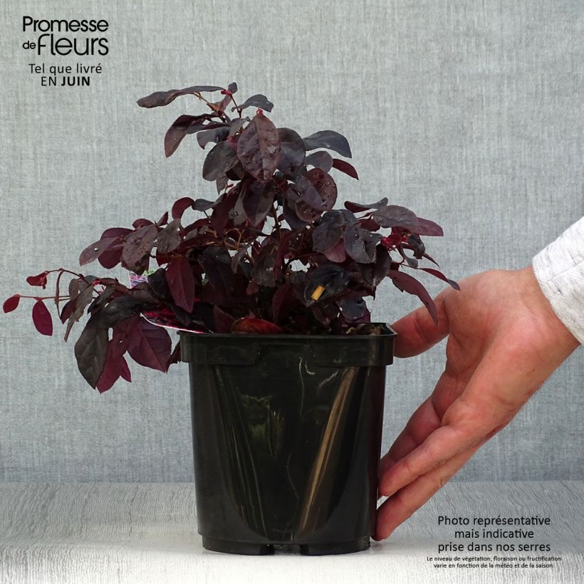 Spécimen de Loropetalum chinense Black Pearl Pot de 1,5L/2L tel que livré en été