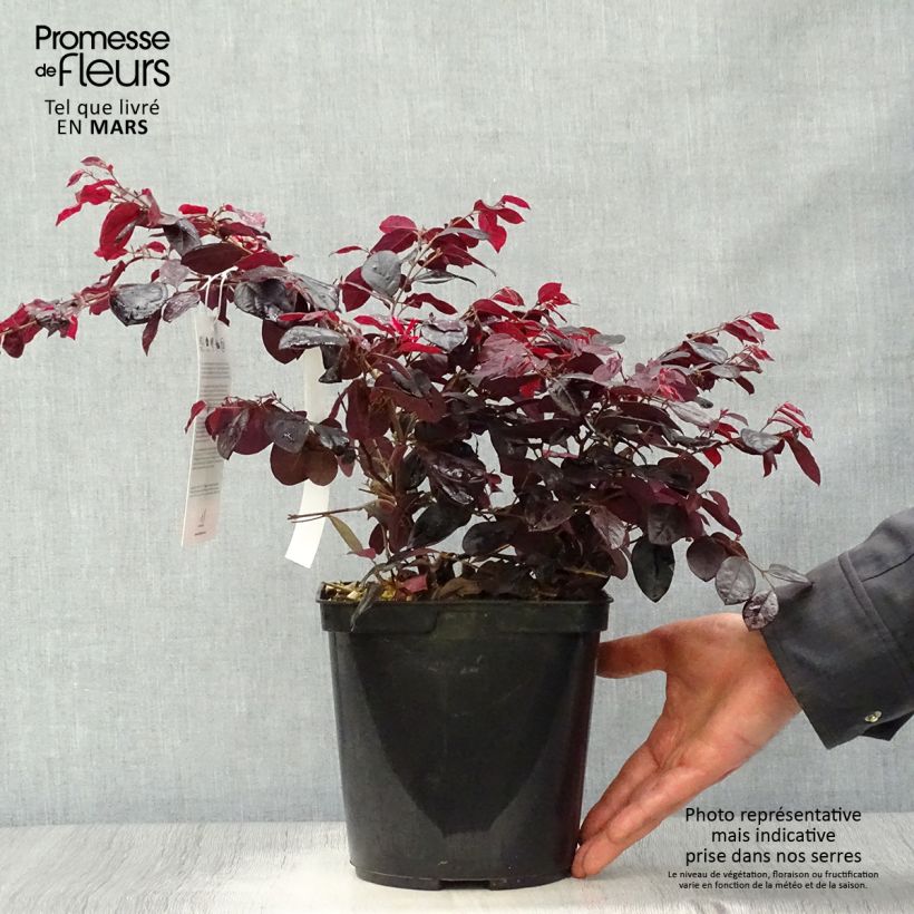 Spécimen de Loropetalum chinense Black Pearl en pot de 1.5L/2L tel que livré au printemps