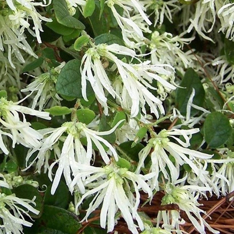 Loropetalum chinense Carolina Moonlight (Floraison)