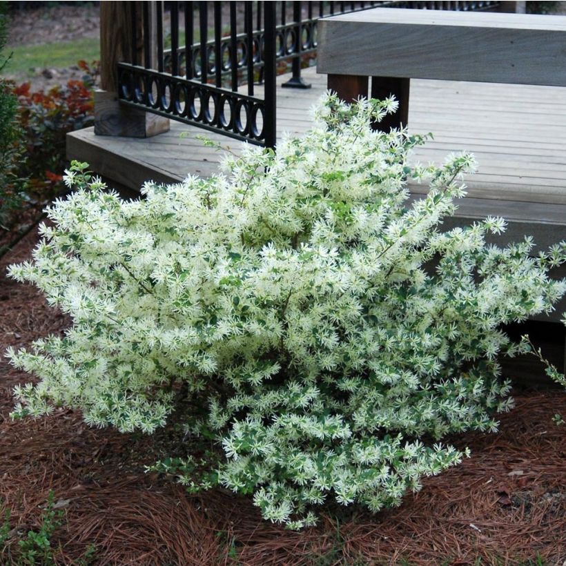 Loropetalum chinense Carolina Moonlight (Port)