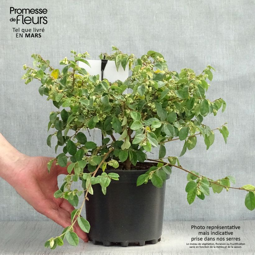 Spécimen de Loropetalum chinense Carolina Moonlight en pot de 2l/3l tel que livré au printemps