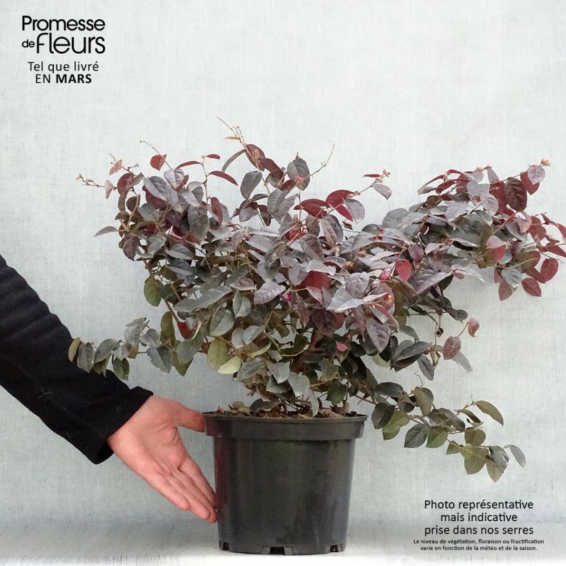 Spécimen de Loropetalum chinense Ever Red Pot de 3L/4L tel que livré au printemps