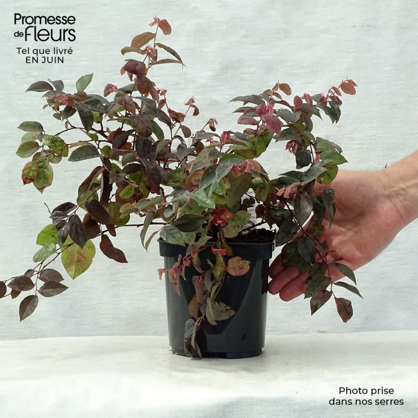 Spécimen de Loropetalum chinense Fire dance Pot de 3L/4L tel que livré en été
