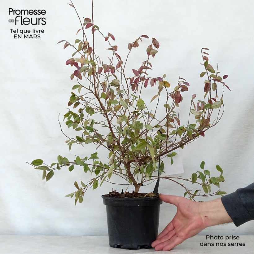 Spécimen de Loropetalum chinense Fire dance en pot de 2L/3L tel que livré au printemps
