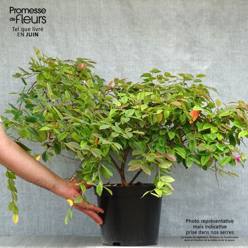 Spécimen de Loropetalum chinense Ming Dynasty Pot de 6L/7L tel que livré en été