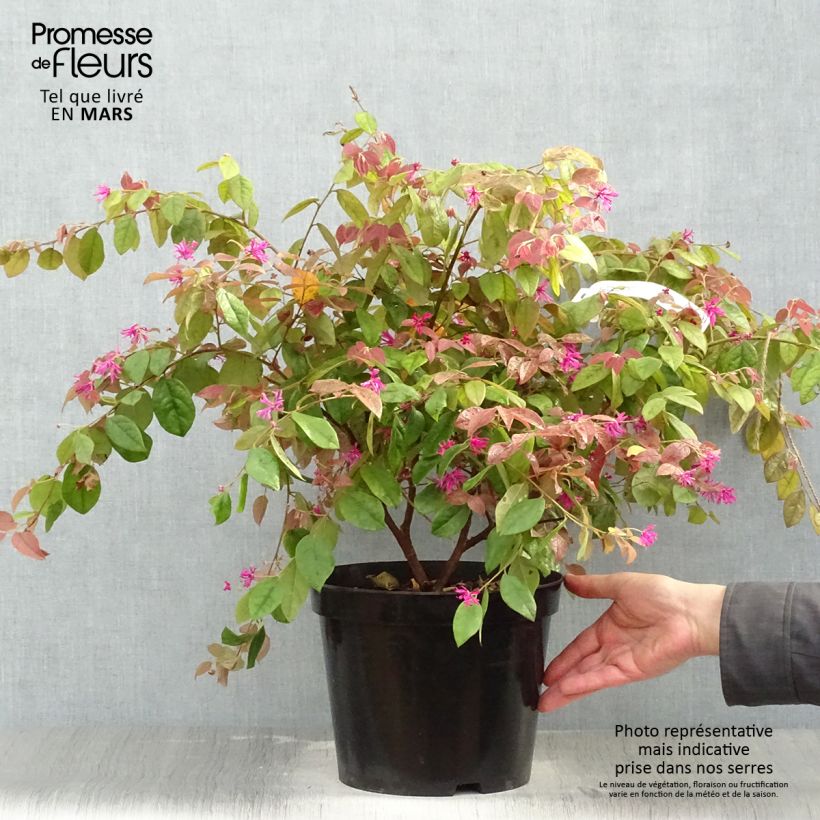 Spécimen de Loropetalum chinense Ming Dynasty Pot de 6L tel que livré au printemps