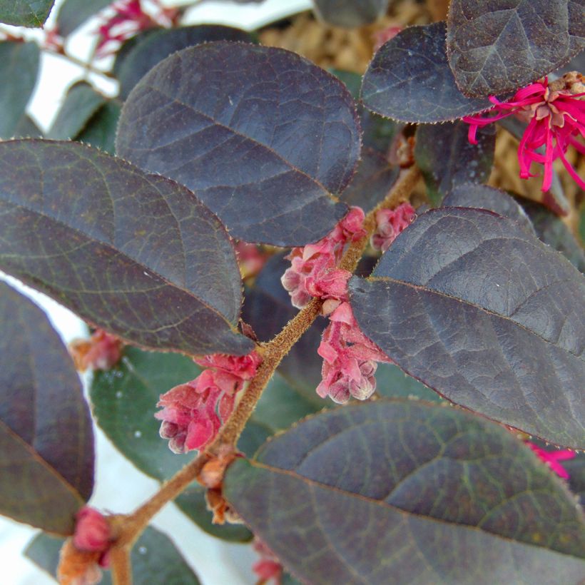 Loropetalum chinense Pipa's Red (Feuillage)