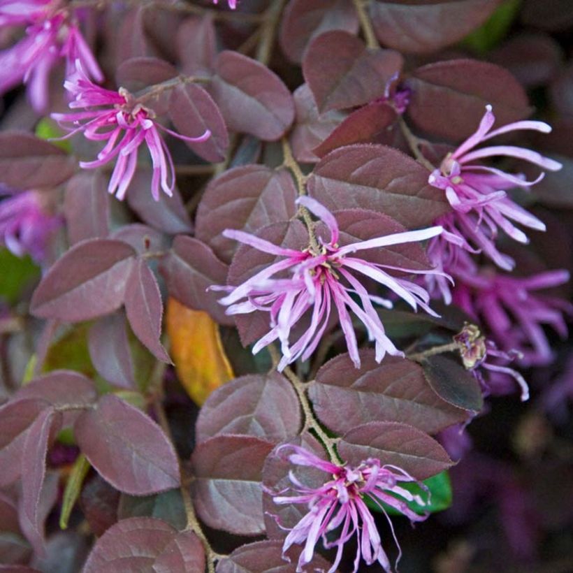 Loropetalum chinense Pipa's Red (Floraison)