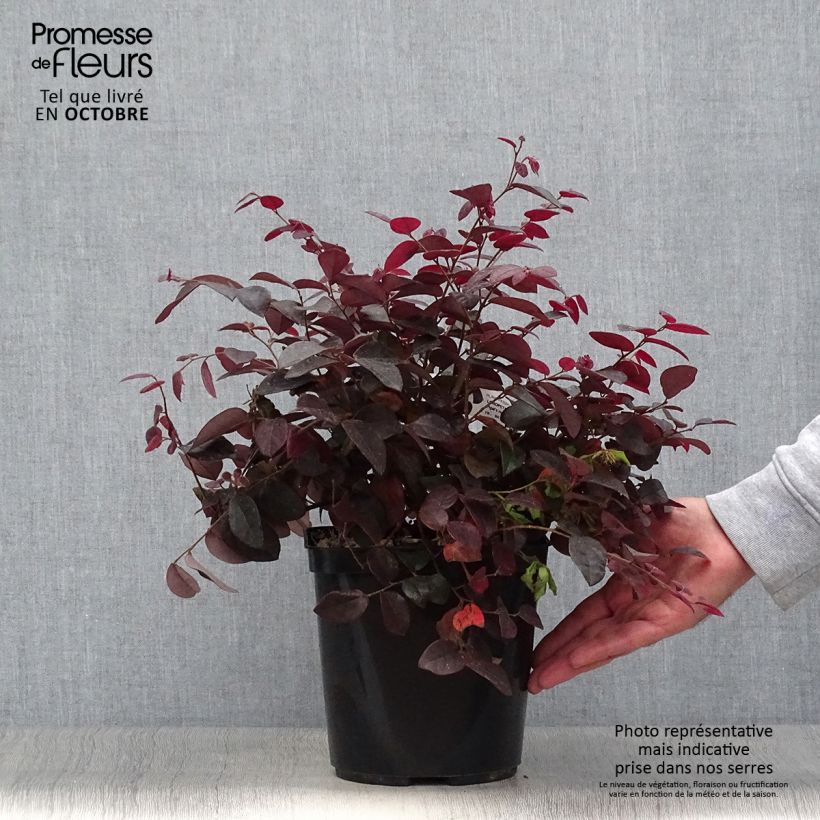 Spécimen de Loropetalum chinense Pipa's Red Pot de 2L/3L tel que livré en automne