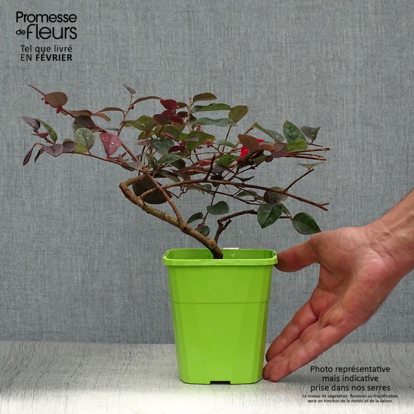 Spécimen de Loropetalum chinense Plum Gorgeous Pot de 2L/3L tel que livré en automne