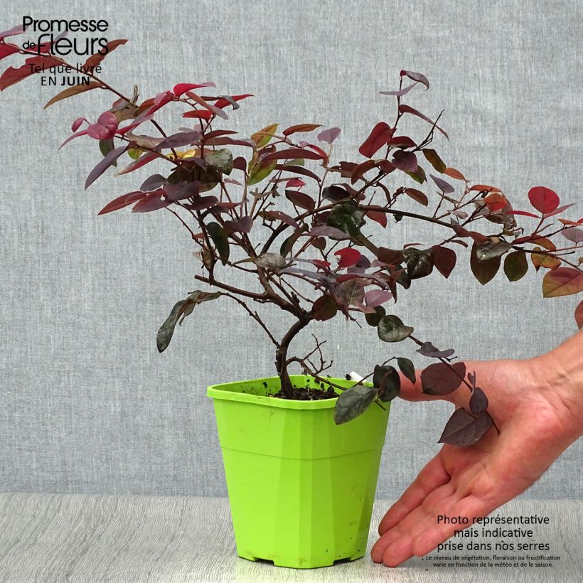Spécimen de Loropetalum chinense Plum Gorgeous Pot de 2L/3L tel que livré en été