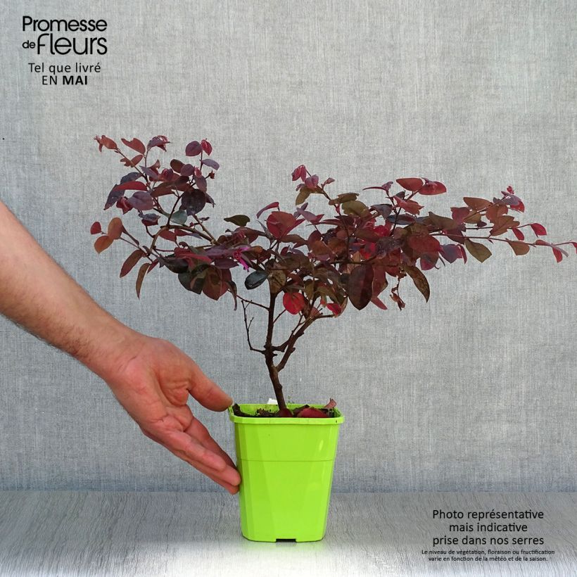 Spécimen de Loropetalum chinense Plum Gorgeous Pot de 2.5L tel que livré au printemps