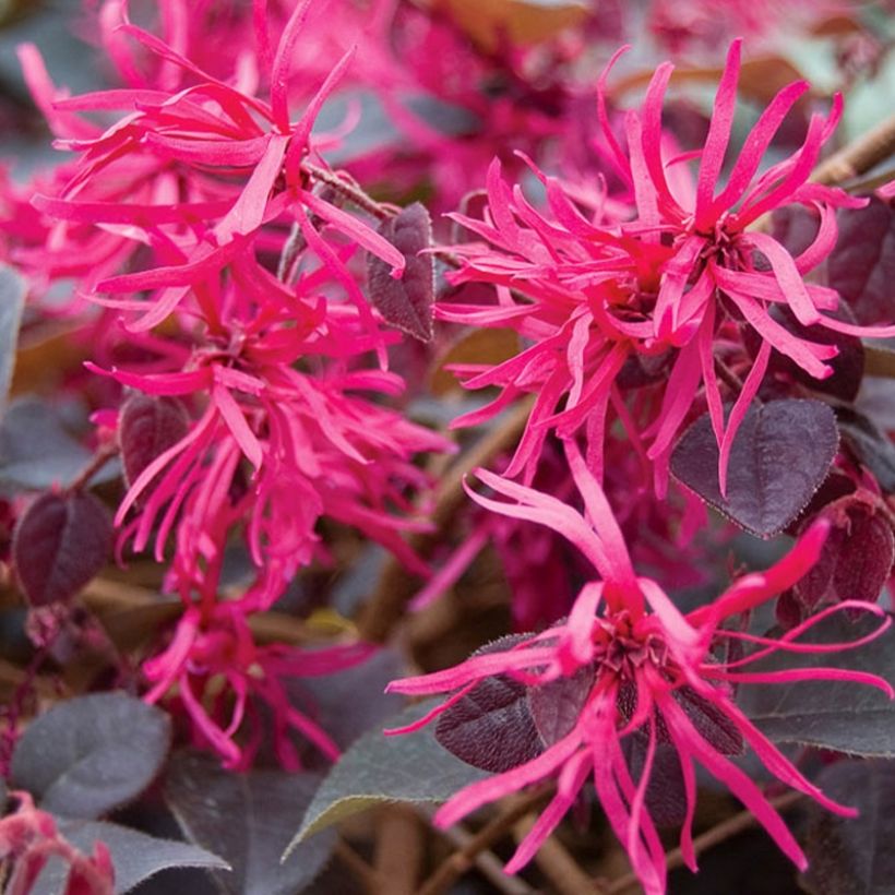 Loropetalum chinense Plum Gorgeous (Floraison)