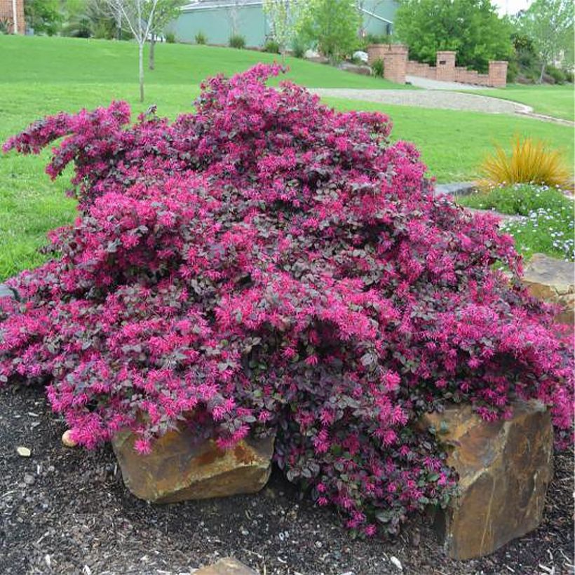 Loropetalum chinense Plum Gorgeous (Port)