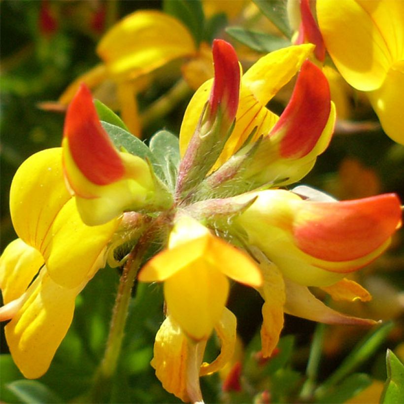 Lotus corniculatus Plenus - Lotier commun à fleurs doubles (Floraison)