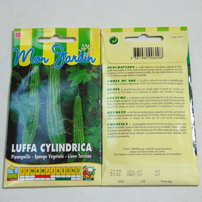 Spécimen de Luffa Cylindrica (Courge torchon, Eponge végétale) tel que livré en printemps