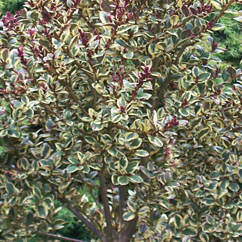 Luma apiculata Glanleam Gold - Myrte du Chili (Feuillage)