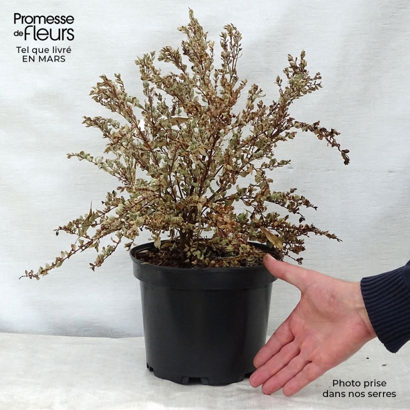 Spécimen de Luma apiculata Glanleam Gold - Myrte du Chili Pot de 3L/4L tel que livré au printemps