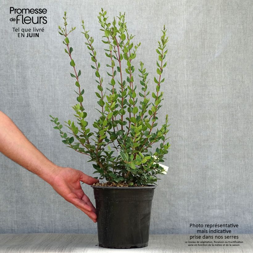 Spécimen de Luma chequen - Myrte du Chili Pot de 4L/5L tel que livré en été