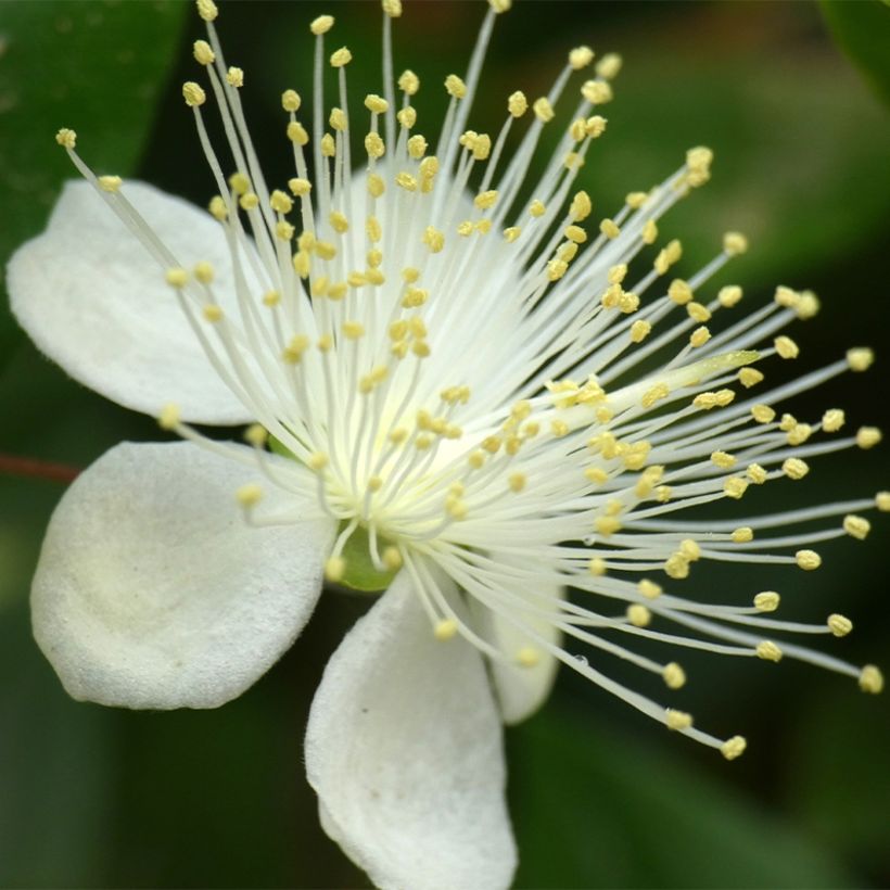 Luma chequen - Myrte du Chili (Floraison)