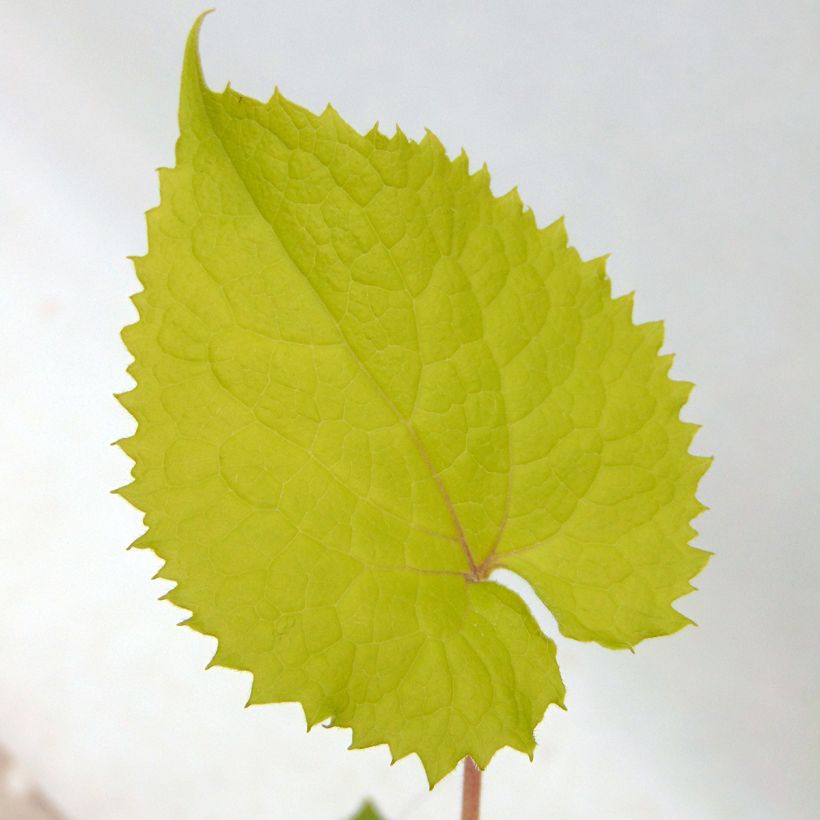 Lunaire vivace - Lunaria rediviva (Feuillage)