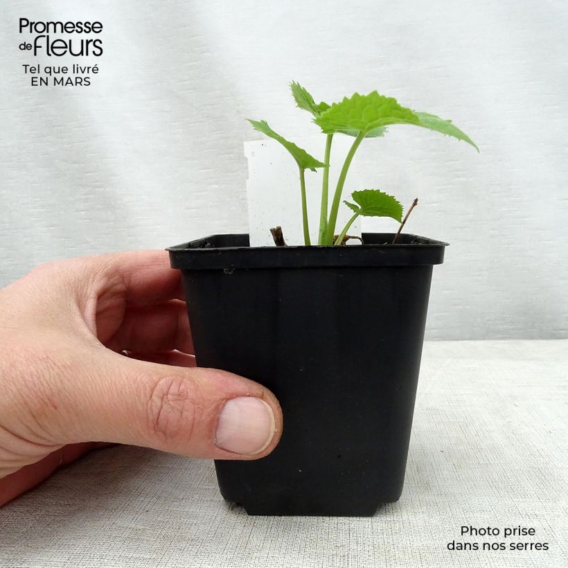 Spécimen de Lunaire vivace - Lunaria rediviva Godet de 9cm tel que livré au printemps