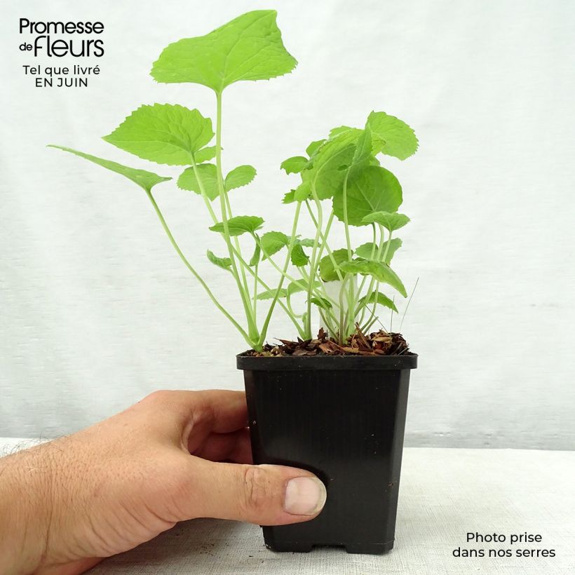 Spécimen de Lunaire vivace - Lunaria rediviva Godet de 8/9 cm tel que livré en été