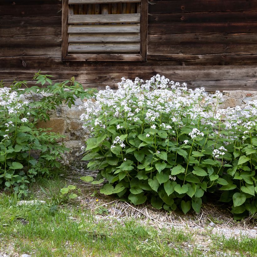 Lunaire vivace - Lunaria rediviva (Port)