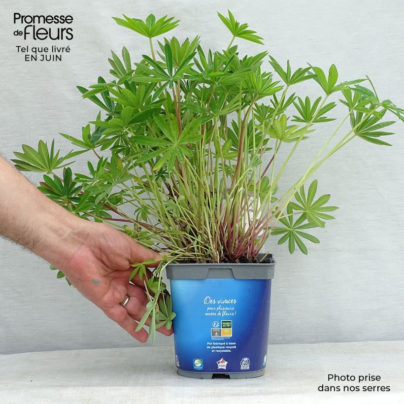 Spécimen de Lupin Gallery Blue Pot de 2L/3L tel que livré en été