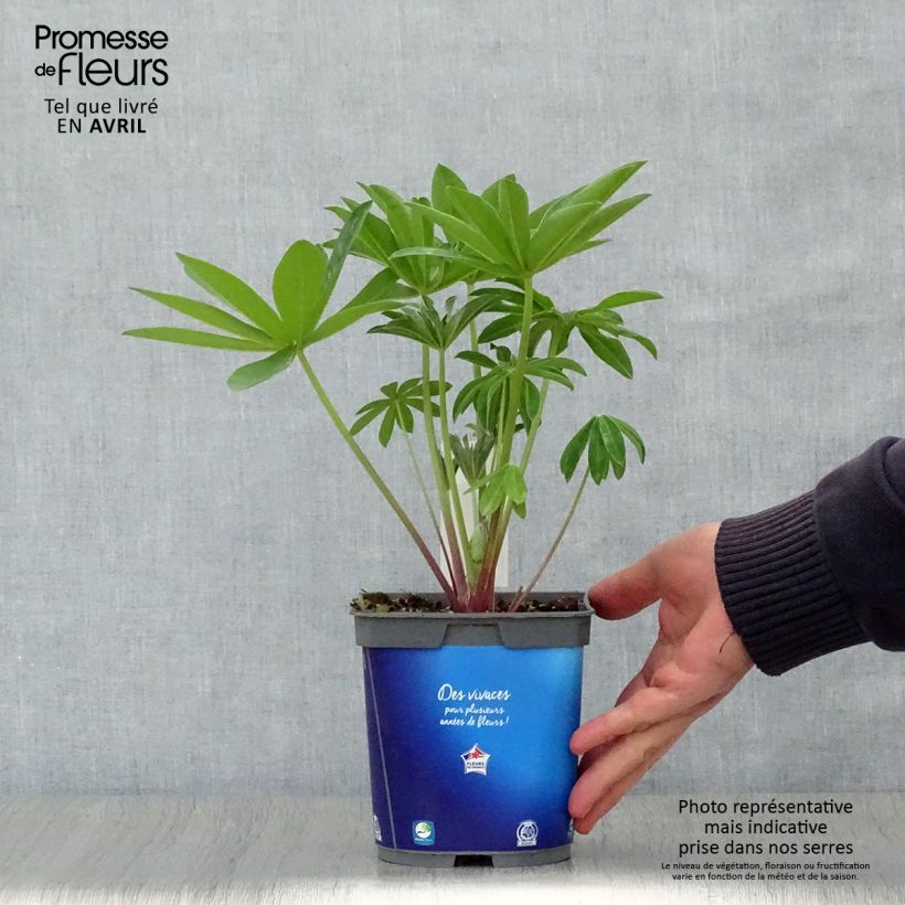 Spécimen de Lupin Gallery Blue en pot de 2/3 litres tel que livré au printemps