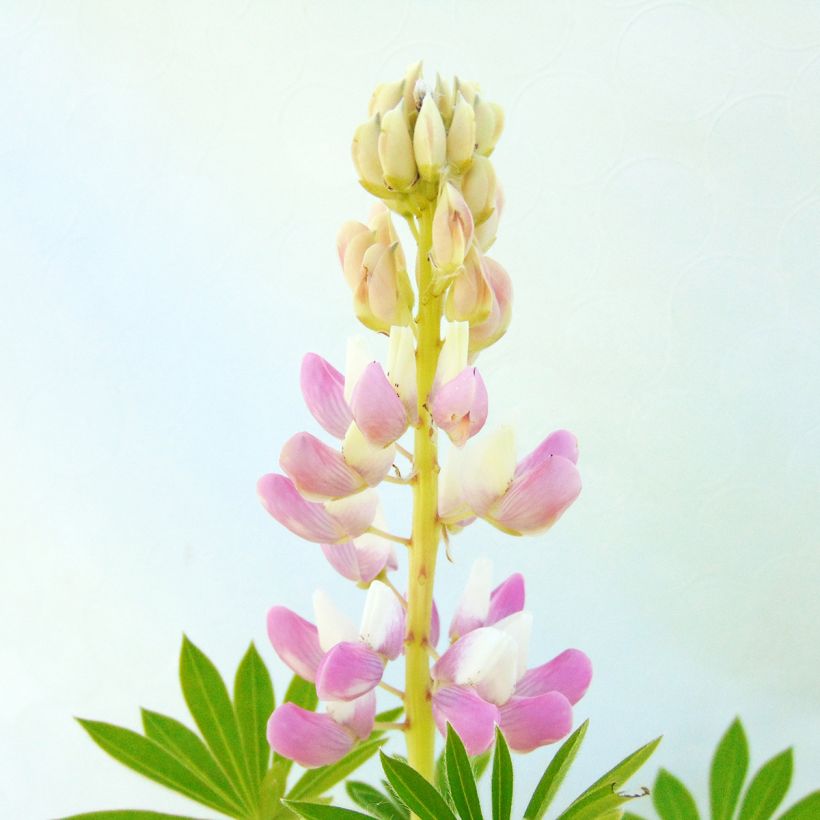 Lupin Gallery Pink (Floraison)