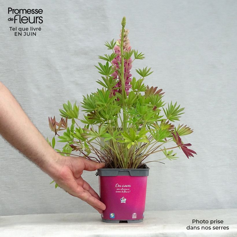 Spécimen de Lupin Gallery Pink Pot de 2L/3L tel que livré en été