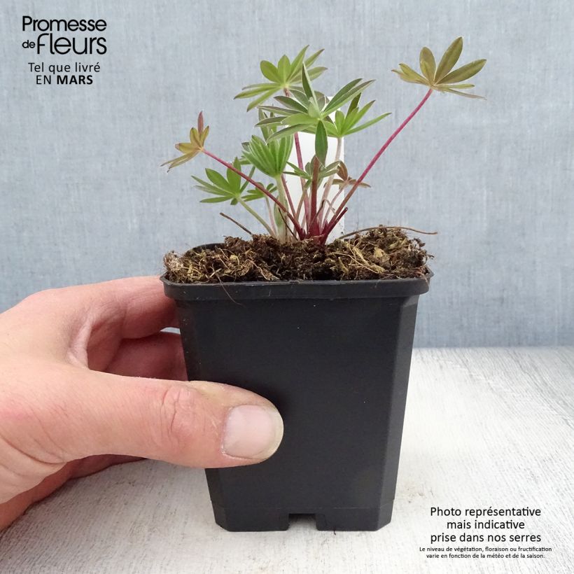 Spécimen de Lupin Gallery Pink en pot de 9 cm tel que livré au printemps
