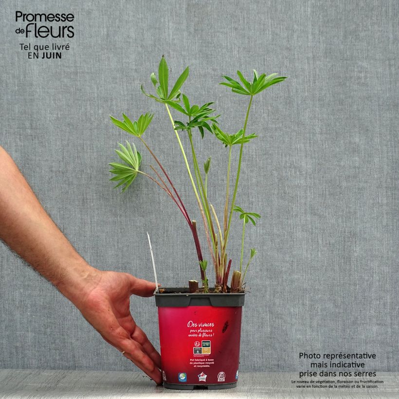 Spécimen de Lupin Gallery Red Pot de 2L/3L tel que livré en été