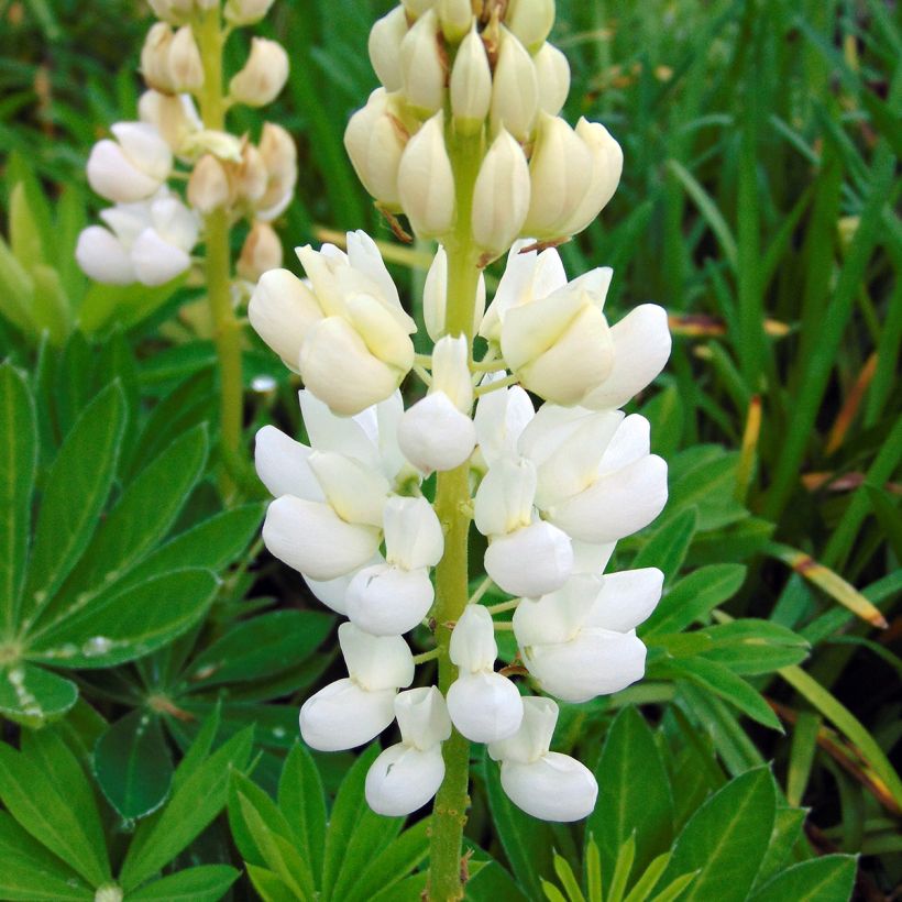 Lupin Gallery White (Floraison)
