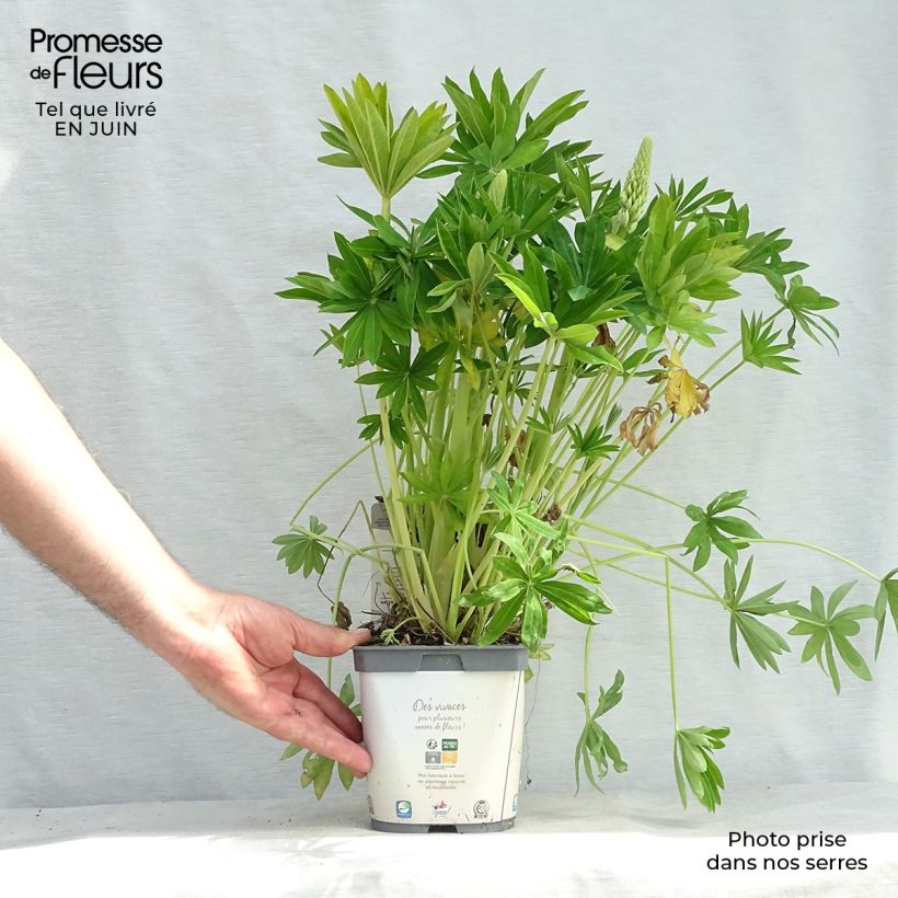Spécimen de Lupin Gallery White Pot de 2L/3L tel que livré en été