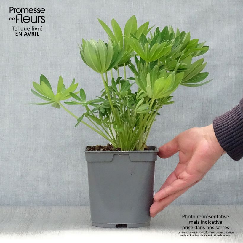 Spécimen de Lupin Gallery White en pot de 2/3 litres tel que livré au printemps