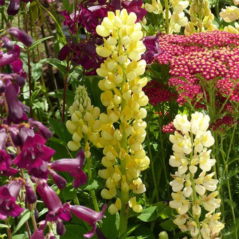 Lupin Gallery Yellow (Floraison)