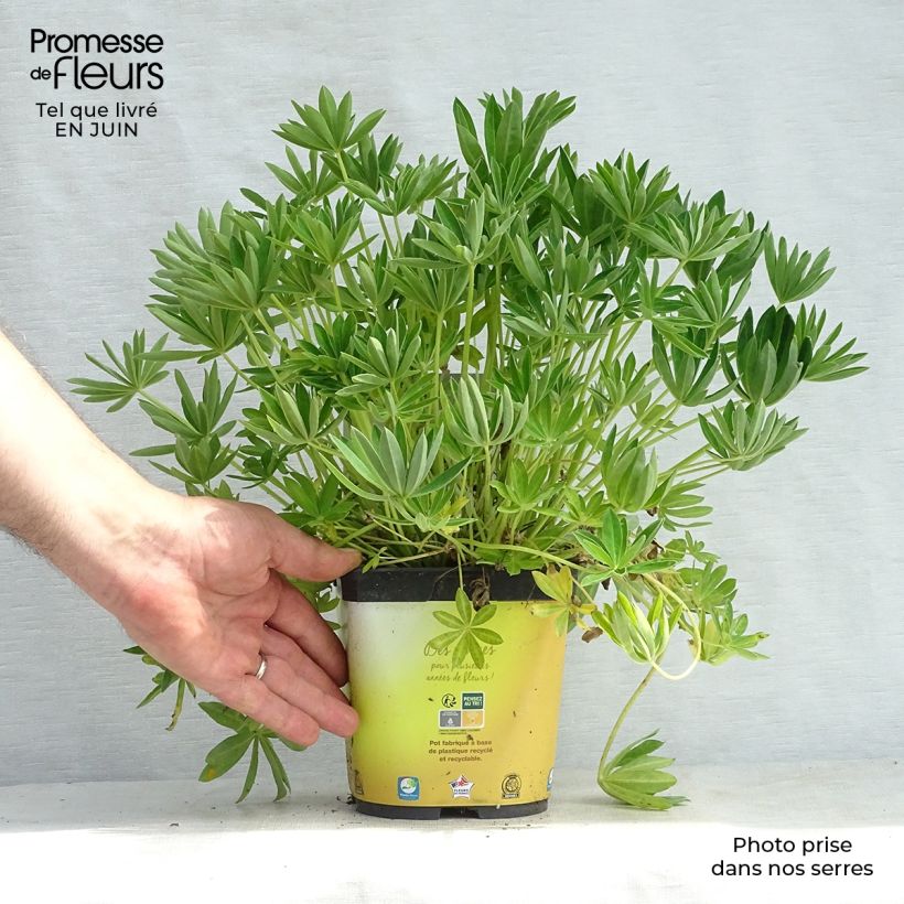 Spécimen de Lupin Gallery Yellow Pot de 2L/3L tel que livré en été