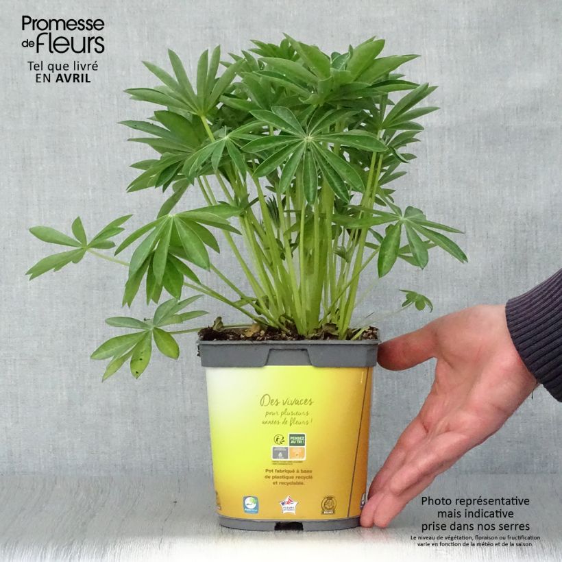 Spécimen de Lupin Gallery Yellow en pot de 2/3 litres tel que livré au printemps